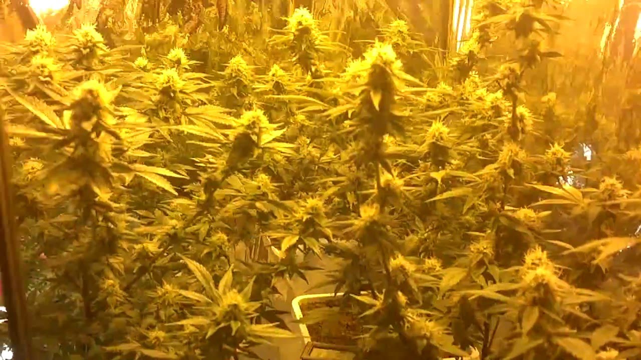 A Glimpse of the PAST!! ClosetFarmer's 1st GROW!!