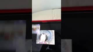 Ytpmv Peppa Sparta Remix Scan