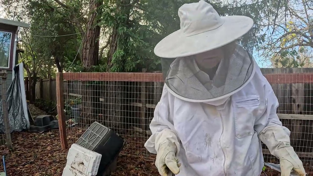 CUTOUT HIVE CHECK 38 days, I cried inside. 