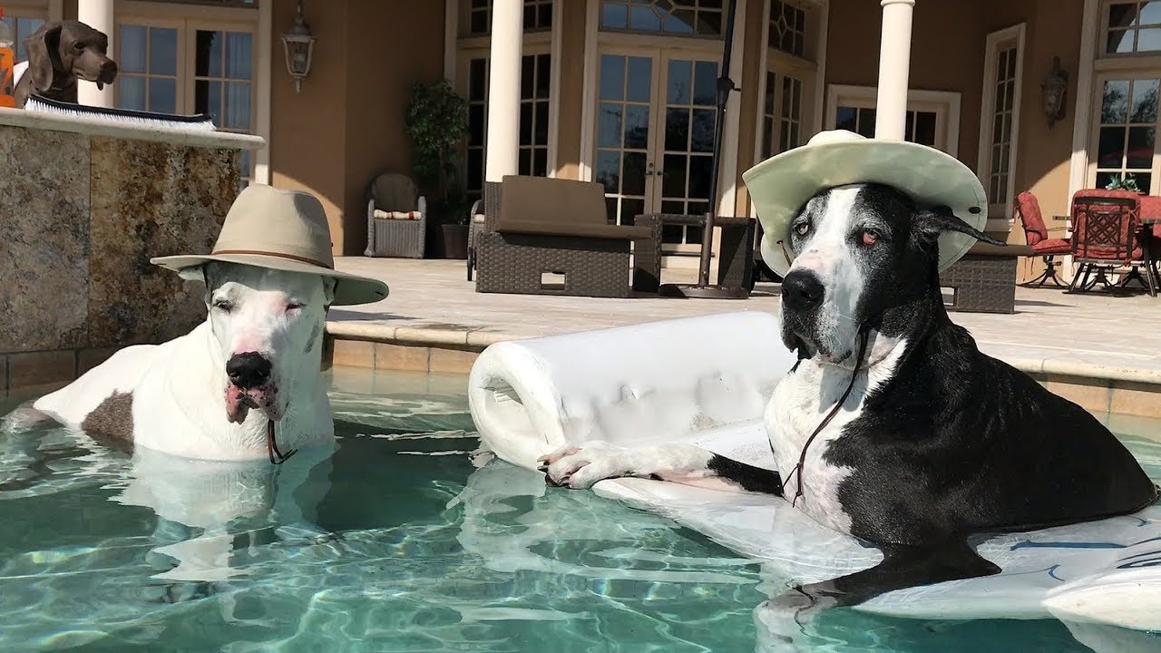great dane hat
