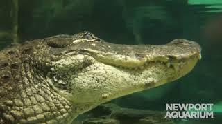 Say #LaterGator to Mighty Mike