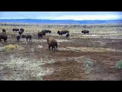 bison iloilo Running, leaping and jumping