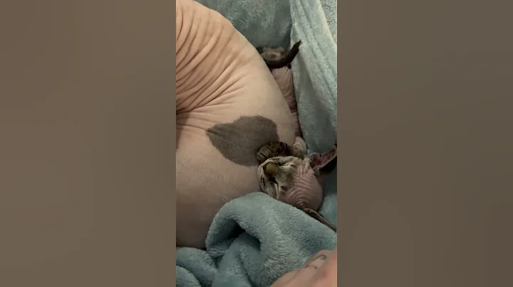 Video 8041151: sphynx catlover cutecat, sphynx cat cutecat, sphynx catlover cute