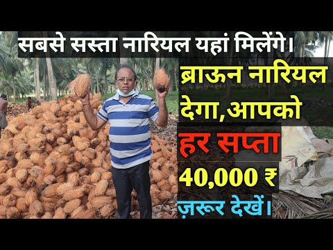 How To Do Semi Husked Coconut Business ? Sabse Sasta Puja Nariyal Kaha Se Le ? |Vicky Agro