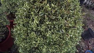 #TreeTipTuesday - Buxus sempervirens 'Variegata'