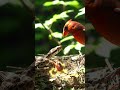 Any parent bird will never protect chicks.#animals #birds #snake