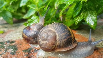 A Life Cycle Of A Snail . #snail #safeanimals #babysnail
