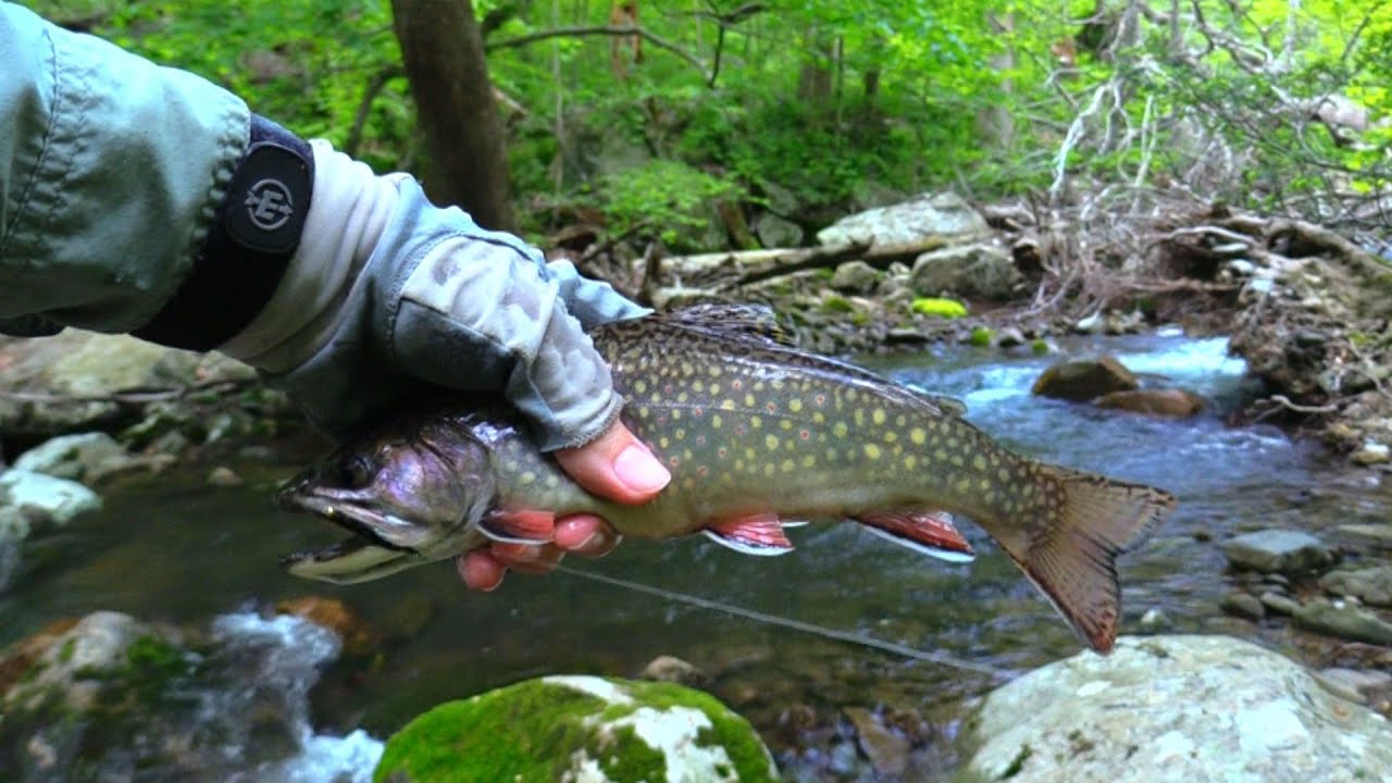 Trout Streams of Shenandoah National Park, VA 