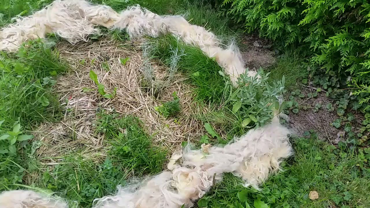Permaculture Garden mulching with Sheepswool test / Permakultur Garten