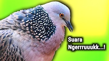 Pikat Tekukur Gacor Memanggil Teman Suara Keras Dan Jernih 💯% Langsung Nyaut...!