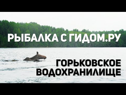 Видео: Рыбалка с гидом на Горьковском водохранилище.  Река Унжа.