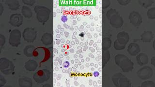 Rare Pics of WBC cells||amazing microscopic world 🌎 #bloodtest #microscope #shortsvideo