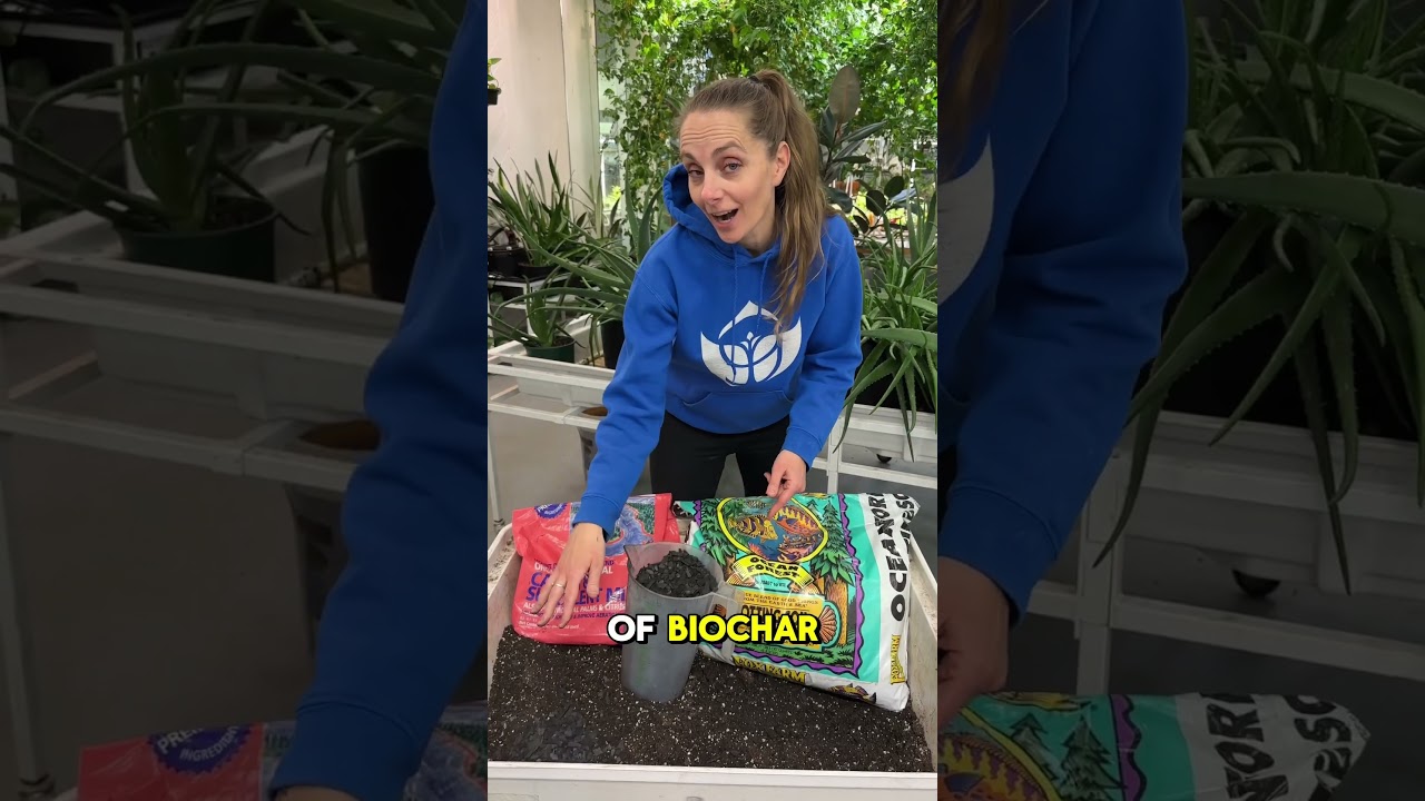 Transplanting Aloe Pups!