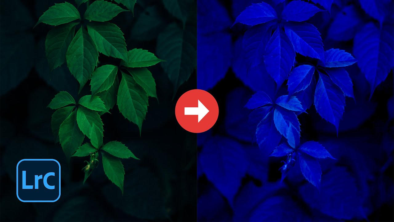 How to Change a Green Leaf to a Blue Leaf in Lightroom YouTube