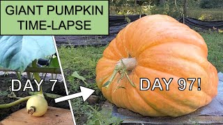 FINAL WEIGHT Giant Pumpkin Time-Lapse 2021