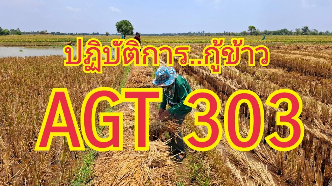ปฏิบัติการกู้ข้าว..... AGT 303.....
