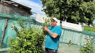 Оказалось, это он! Начал делать грабли.