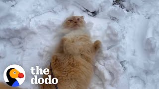 Indoor Cat Obsessed With Snow Begs His Mom To Go Outside Every Day | The Dodo