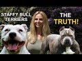 STAFFORDSHIRE BULL TERRIERS - THE TRUTH