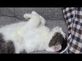 【のらからの最高の贈り物】The best gift from a cat is a relaxed sleeping appearance.