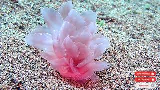 Download Lagu Elegant Butterfly Nudi MP3