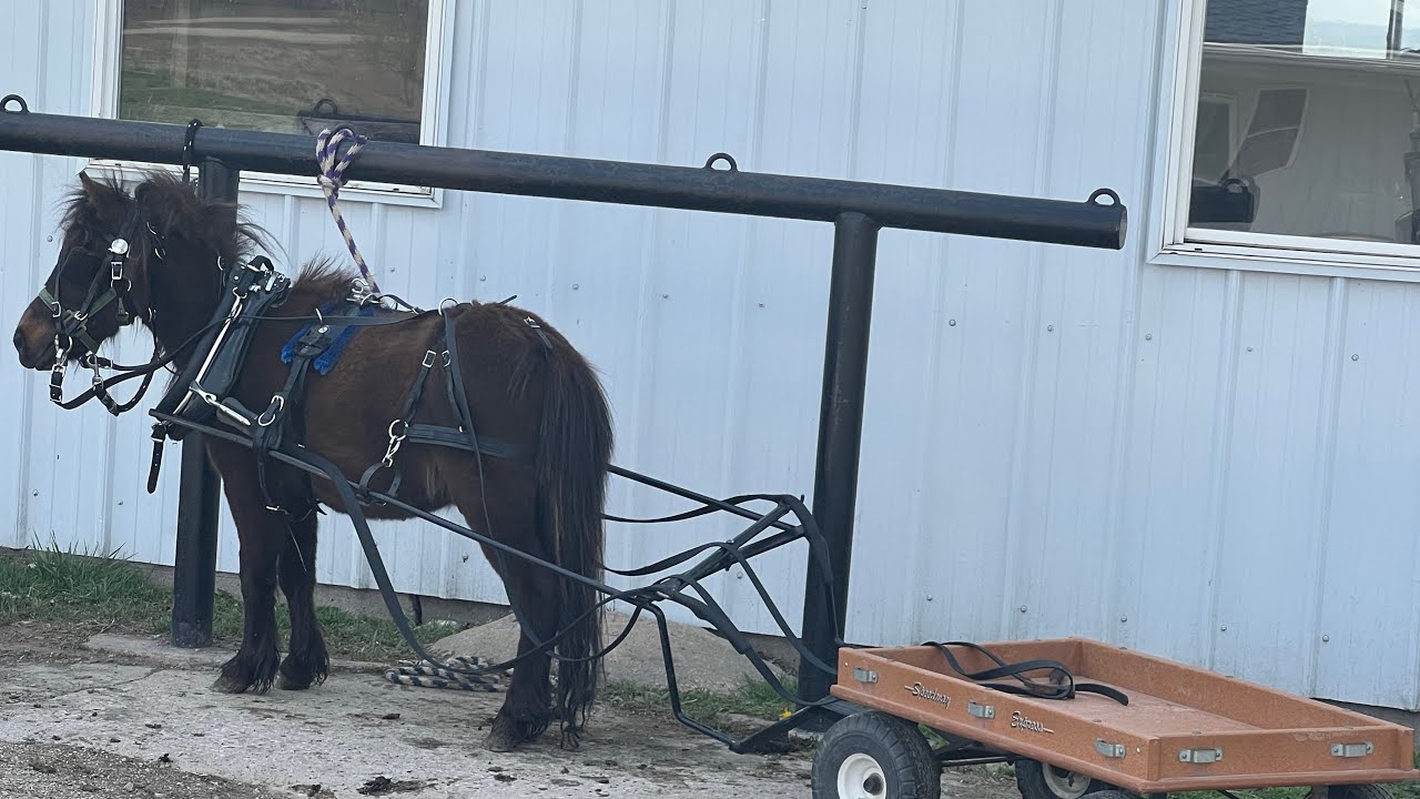 Семур. Амиши США. Кони. / Seymour. Amish of USA. Horses. YouTube