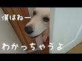 ドアを開ければ必ず君はいる!英国ゴールデンレトリバーギンちゃん(1歳)