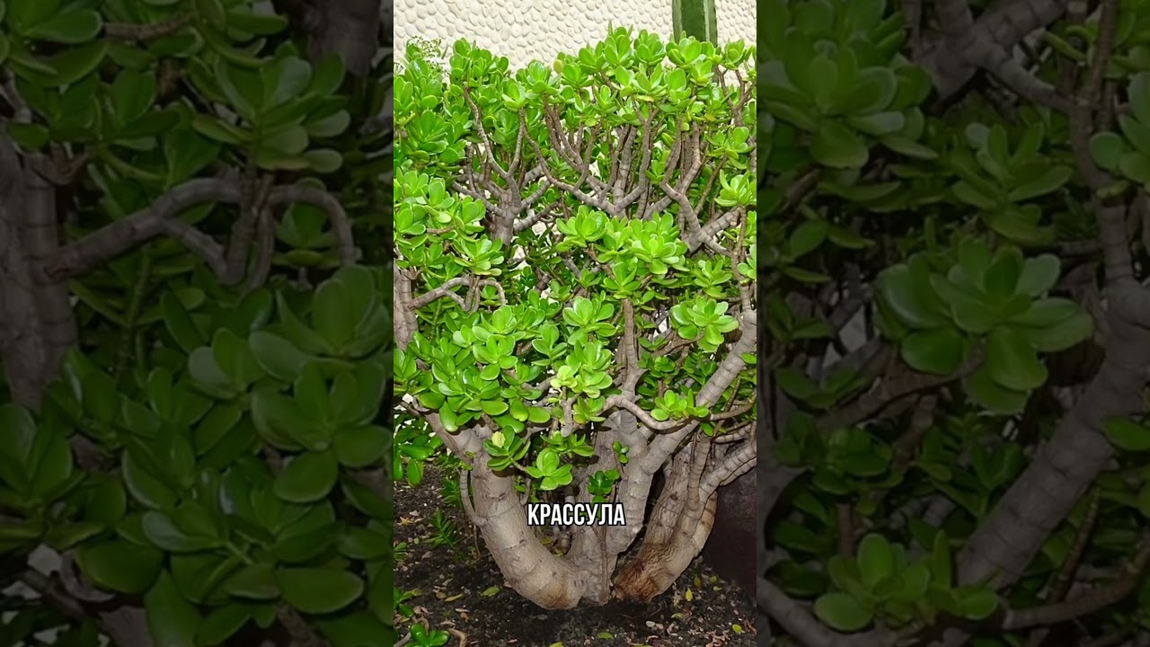 Артикул 480148443.