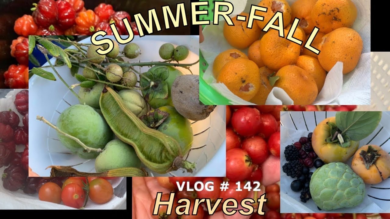 HARVEST tropical exotic fruits ￼filled with great health benefits.