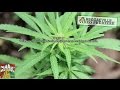 Rseenal Feat Iyah Gift Makonnen What Kinda Herbs Official Video 2015 Rseenal Feat Iyah Gift Makonnen What Kinda Herbs Official Video 2015