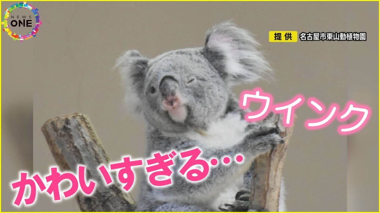 コアラ 専用 20251225-00239349-fujitv-000-1