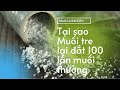 Chỉ là Muối bình thường đốt với tre nhưng muối tre lại đắt gấp 100 lần muối thường