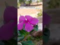 natural flower 🌹💐💐...#viral #ytshorts #flowers #nature #shorts #village #dailyshorts