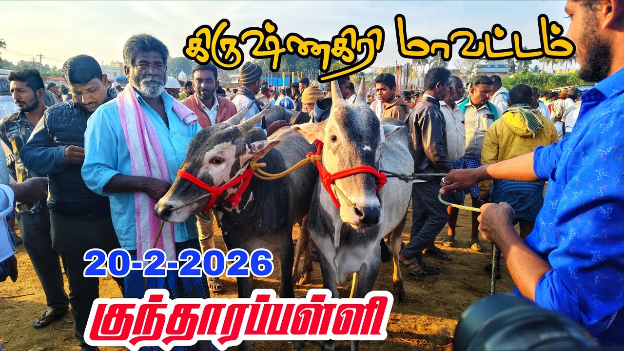 20-2-2026 kundarapalli Friday market Biggest Bull market in tamilnadu Krishnagiri district 