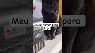 Meu humor de hoje #cat #shortscat #dublagemdeboche #gatos #kitten #catshorts #nekoglai