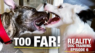 What I Do When This Pit Bull Gets Too Rough With My Dog [Reality Dog Training Ep. 6]