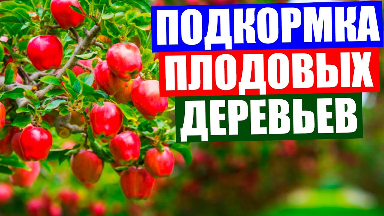 Чем подкармливать плодовые деревья в сентябре. Чем подкармливать плодовые деревья в сентябре. Подкормка плодовых деревьев. Чем подкармливать плодовые деревья в сентябре. Чем подкармливать плодовые деревья в сентябре.
