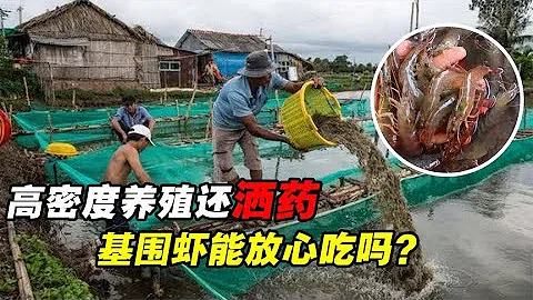 基圍蝦是如何養殖的？高密度養殖還灑葯，這樣的蝦還能放心吃嗎？ - 天天要聞