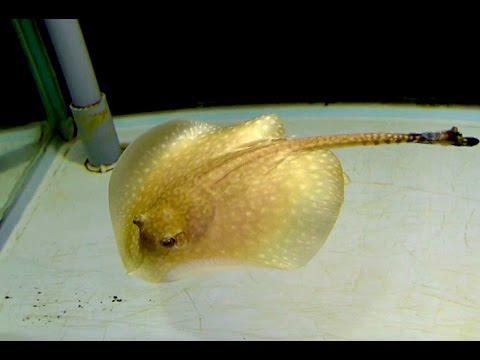 淡水エイ、バラキューラ Potamotrygon sp. - YouTube
