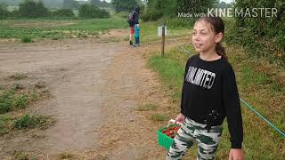 Собираем урожай на английской ферме / Strawberries in Scaddows Farm