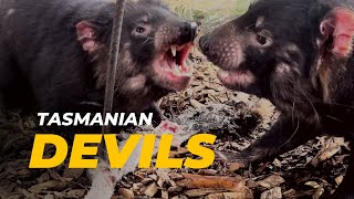 Tasmanian Devils Feeding FRENZY! At Cradle Mountain Tasmania