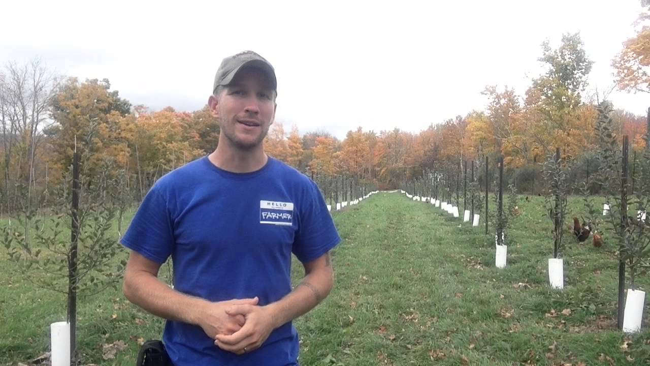 Supporting and pruning apple trees with steel stakes