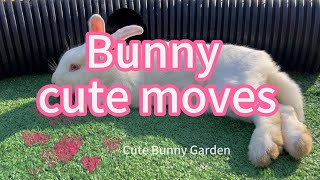 so cute ! bunny lie down different ways! must see it!#bunny #bunnylife #cute #rabbit #petbunny