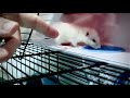 Игра &quot;Фкрысу&quot;. Маленькая крыса играет с рукой / small rat is playing with hand