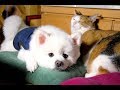 「絶対に笑う」あり得ないことをする犬★おもしろい犬のハプニング, 失敗画像集 #34