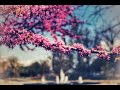41 سورة فصلت ماهر المعيقلي