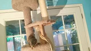 Squiggles the Squirrel Jumps to his Human. by How To 14 views 5 years ago 12 seconds