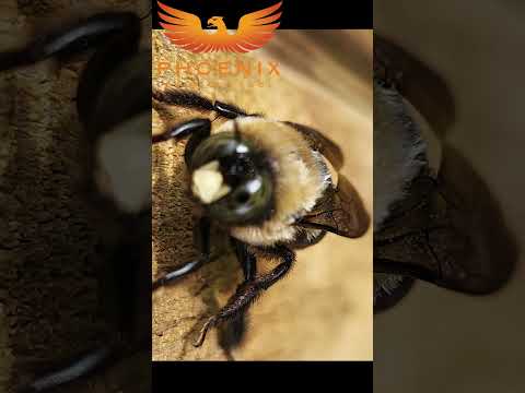 4 carpenter bees