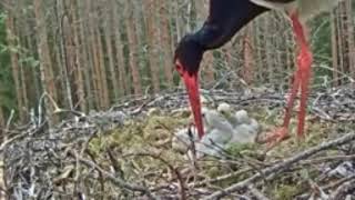 lovely mother birds protecting and feeding her children 👌😍😍😊#animals #short #birds