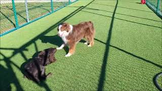FB Atlas & Cody w music by Holiday Barn Pet Resorts 11 views 1 year ago 14 seconds